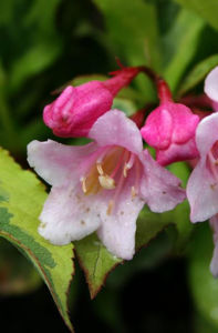 Obraz Weigela